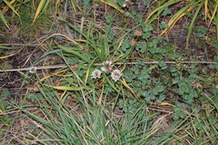 Trifolium repens