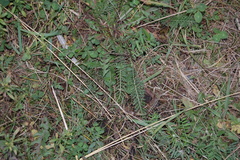 Achillea millefolium