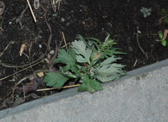 Artemisia vulgaris