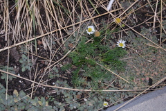 Tripleurospermum inodorum