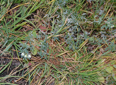 Melilotus albus