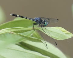 Micrathyria hesperis