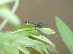Micrathyria hesperis