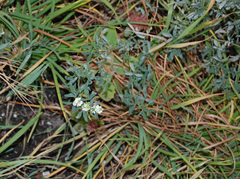 Melilotus albus