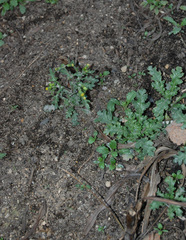 Senecio vulgaris