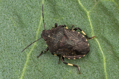 Rhacognathus punctatus