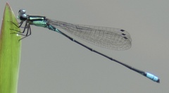 Acanthagrion lancea