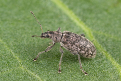 Polydrusus pilosus