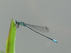 Acanthagrion lancea