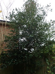 Ilex × altaclerensis