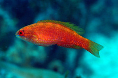 Paracheilinus bellae