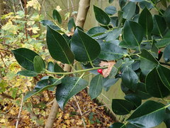 Ilex × altaclerensis