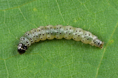 Anacampsis populella