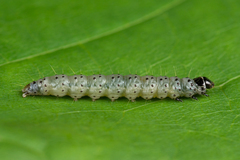 Anacampsis populella