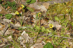 Ophrys lutea phryganae