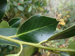 Ilex × altaclerensis