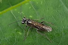 Pachyprotasis