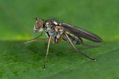 Rhaphium