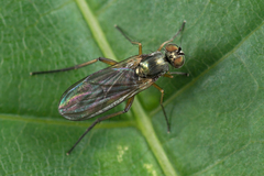 Rhaphium