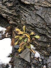 Leucanthemum halleri