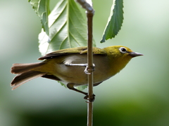 Zosterops citrinella
