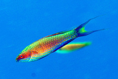 Paracheilinus bellae