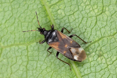 Anthocoris confusus