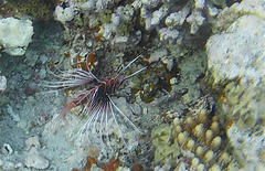 Pterois cincta