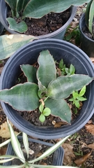 Sansevieria subspicata