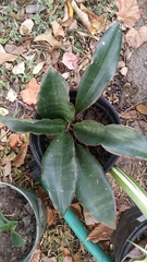 Sansevieria subspicata