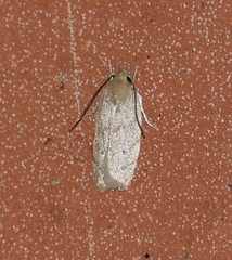 Antaeotricha haesitans