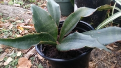 Sansevieria subspicata