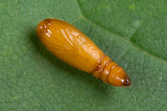 Anacampsis populella