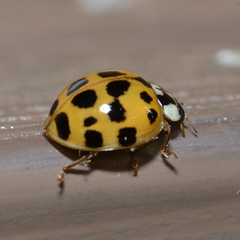 Harmonia axyridis