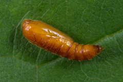 Anacampsis populella