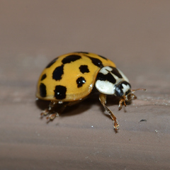 Harmonia axyridis