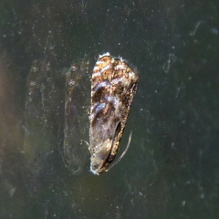 Grapholita prunivora