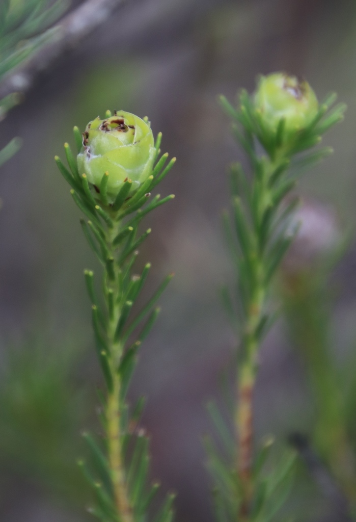 Bredasdorp Lineleaf Conebush