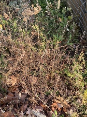 Iteaceae