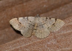 Frederickia flaviterminata