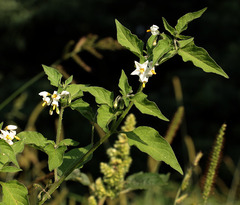 Solanum physalifolium