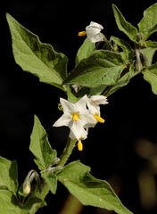 Solanum physalifolium