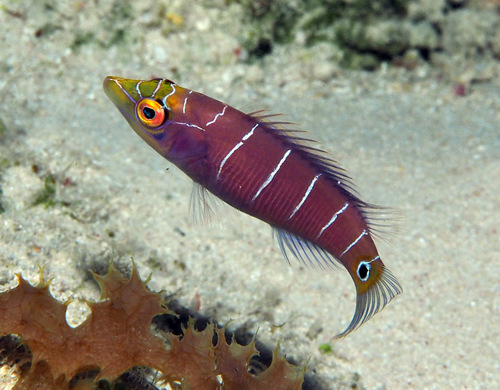 Pseudocheilinus ocellatus observed 2015-04-20
