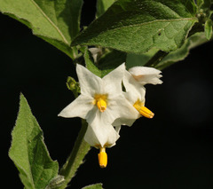 Solanum physalifolium