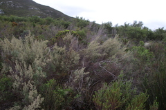 Seriphium cinereum