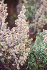 Seriphium cinereum