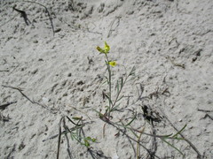 Linaria odora