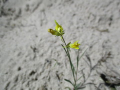 Linaria odora