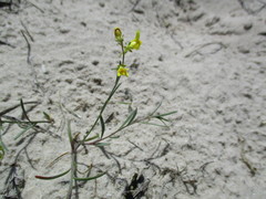 Linaria odora