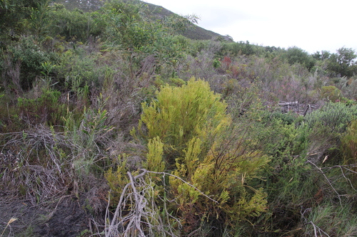 Bredasdorp Lineleaf Conebush (Leucadendron laxum)